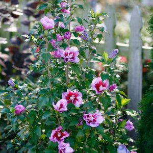 HIBISCUS SYR. `PURPLE PILLAR`