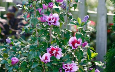 Purple Pillar Hibiscus Rose of Sharon
