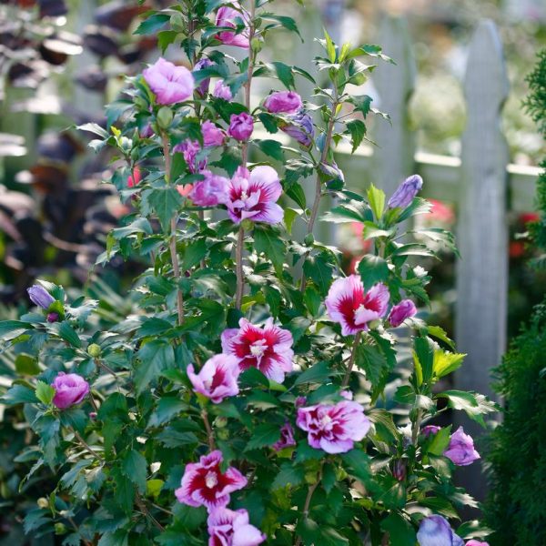 HIBISCUS SYR. `PURPLE PILLAR`