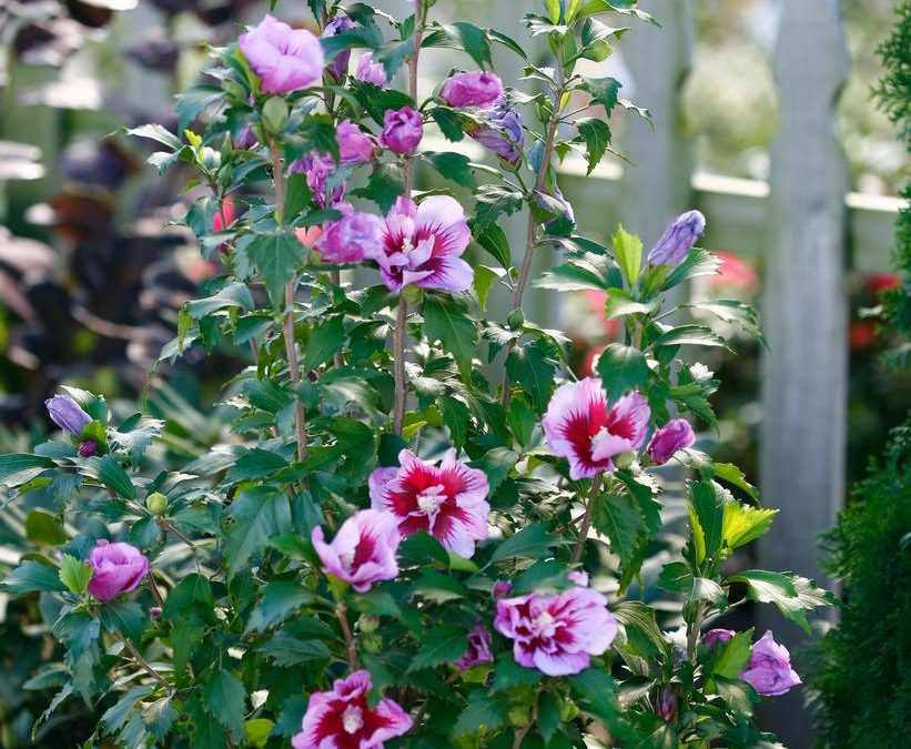 Purple Pillar Hibiscus Rose of Sharon