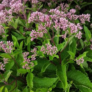 EUPATORIUM `BABY JOE`