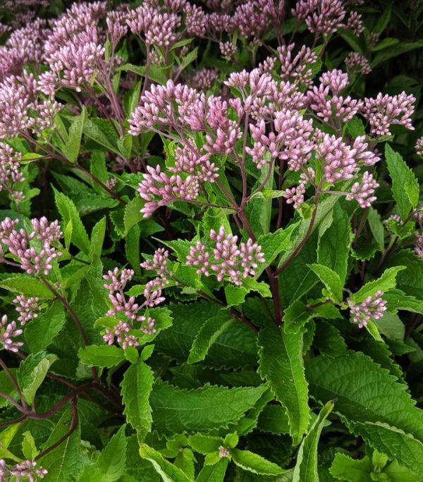 EUPATORIUM `BABY JOE`