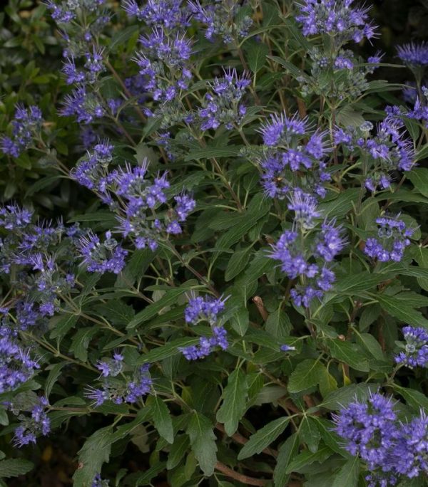 CARYOPTERIS X CLAND. `BEYOND MIDNIGHT`