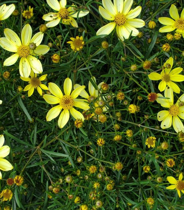 COREOPSIS VERTICILLATA `MOONBEAM`