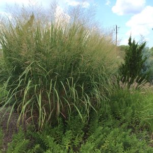 PANICUM VIRGATUM `THUNDERCLOUD`