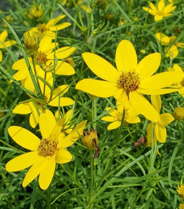 COREOPSIS VERTICILLATA `ZAGREB`
