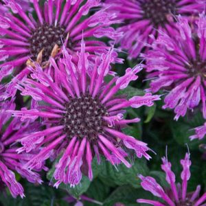 MONARDA `LEADING LADY PLUM`