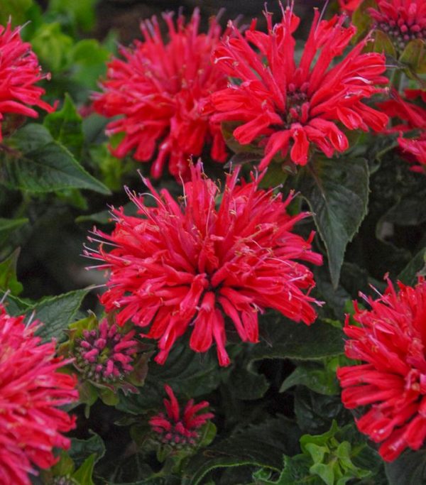MONARDA `PARDON MY CERISE`