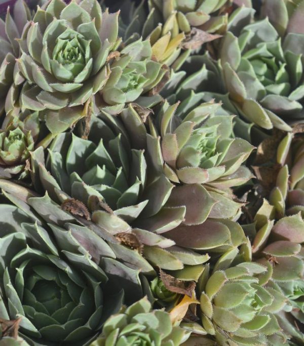 SEMPERVIVUM `PACIFIC BLUE ICE`