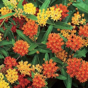 ASCLEPIAS TUBEROSA `GAY BUTTERFLIES