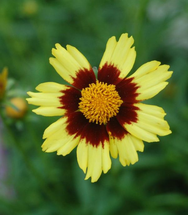 COREOPSIS BIG BANG `COSMIC EYE`