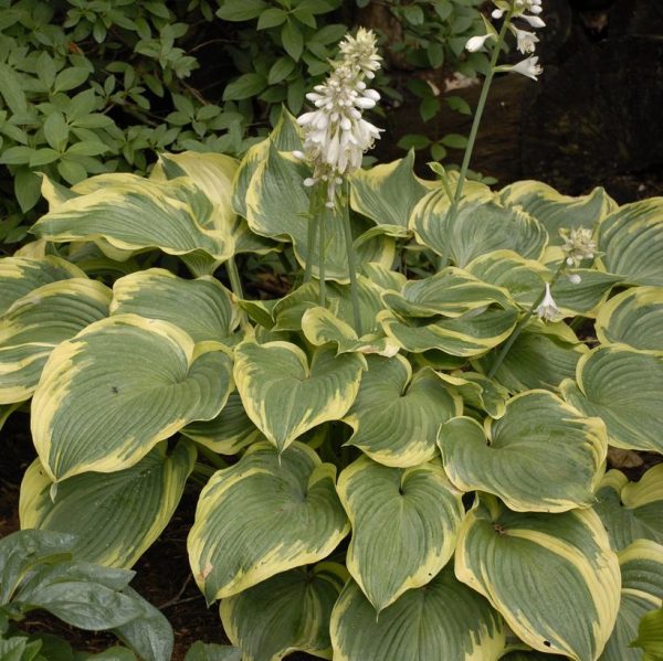 HOSTA `EARTH ANGEL`