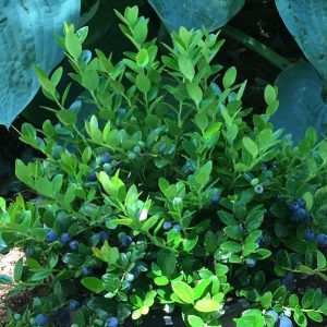 GAYLUSSACIA BRACHYCERA `BERRIED TREASURE`