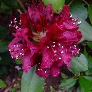 RHODODENDRON `DARK LORD`