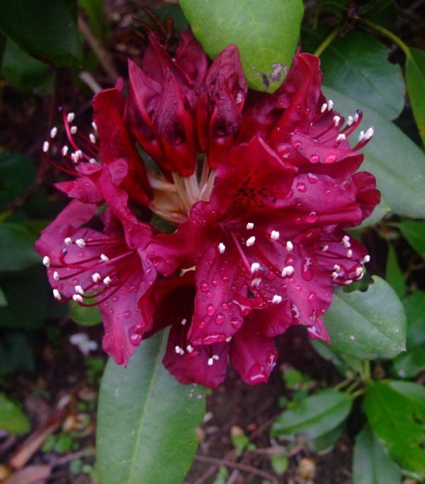 RHODODENDRON `DARK LORD`