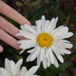 LEUCANTHEMUM `SPOONFUL OF SUGAR`