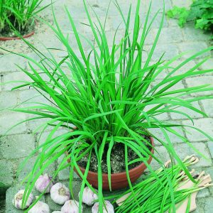 ALLIUM GARLIC CHIVES `GEISHA`