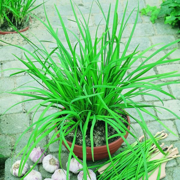 ALLIUM GARLIC CHIVES `GEISHA`