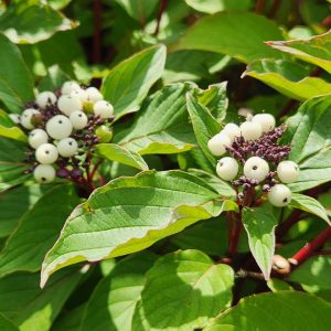 CORNUS SERICEA `BAILEYI`