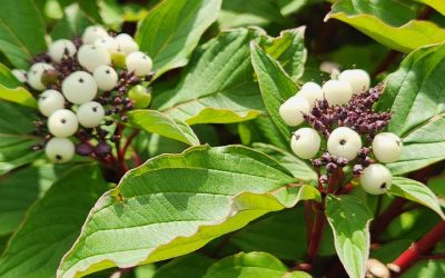 Red Osier Dogwood ‘Baileyi’