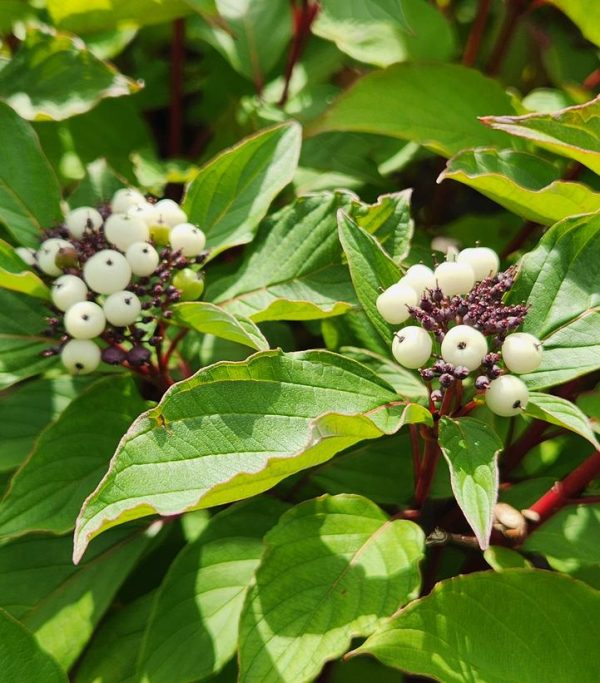 CORNUS SERICEA `BAILEYI`
