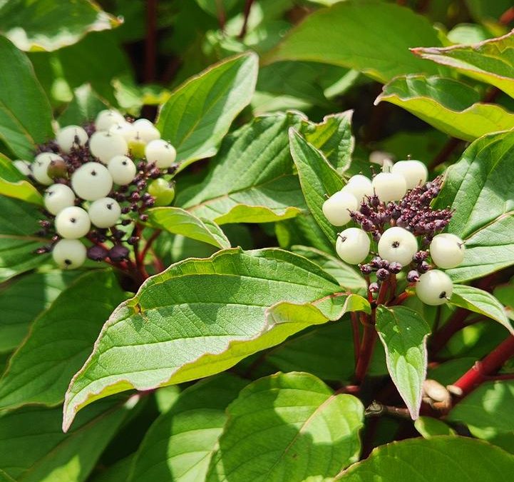 Red Osier Dogwood ‘Baileyi’