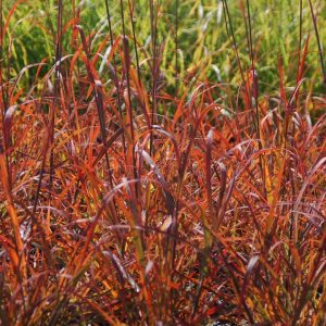 ANDROPOGON GERARDII `RED OCTOBER`