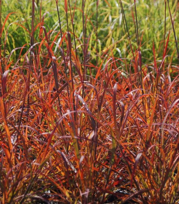 ANDROPOGON GERARDII `RED OCTOBER`