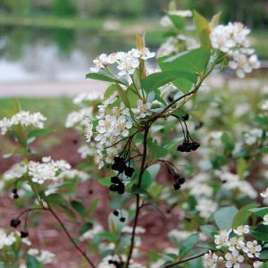 ARONIA MELANOCARPA `IROQUOIS BEAUTY`