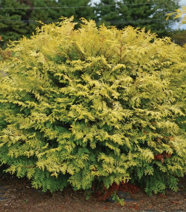 CHAMAECYPARIS OBTUSA `NIGHT LIGHT`