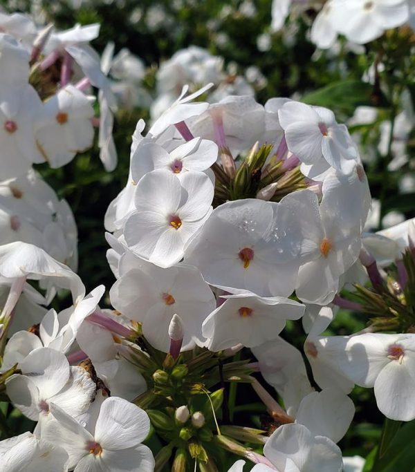 PHLOX `OPENING ACT WHITE`