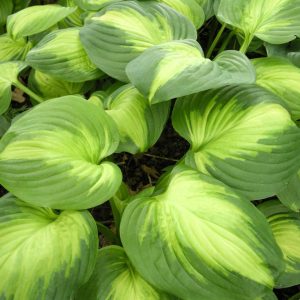 HOSTA `ENCHILADAS`