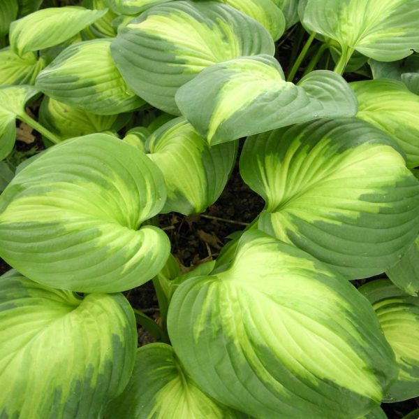 HOSTA `ENCHILADAS`