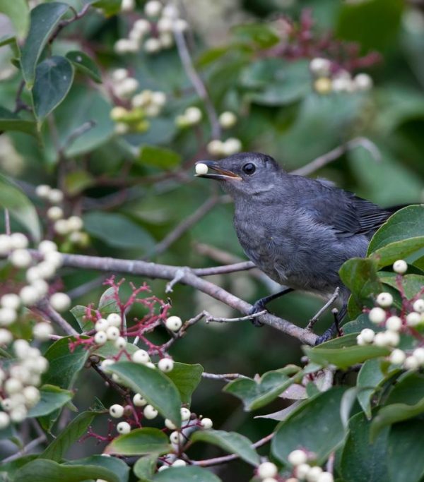 CORNUS RACEMOSA