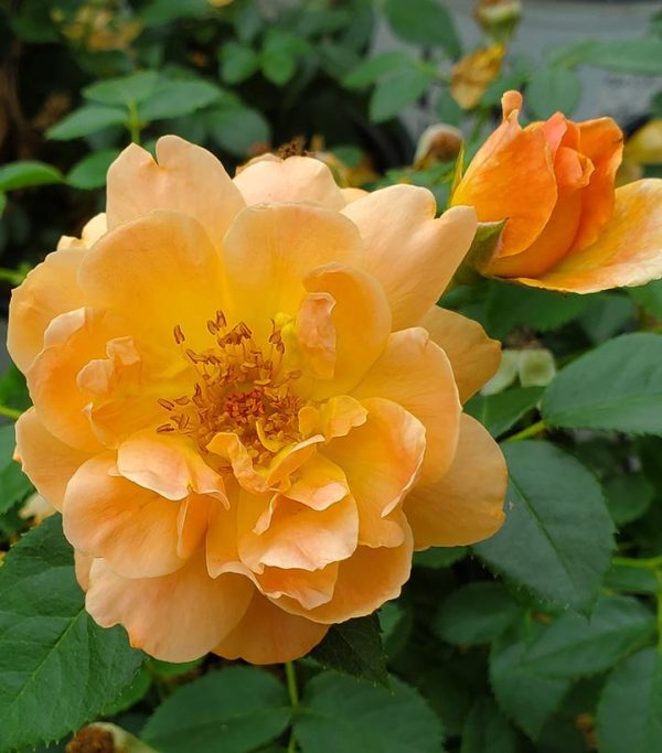 ROSA `AT LAST`
