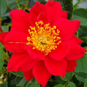 ROSA `OSO EASY URBAN LEGEND`
