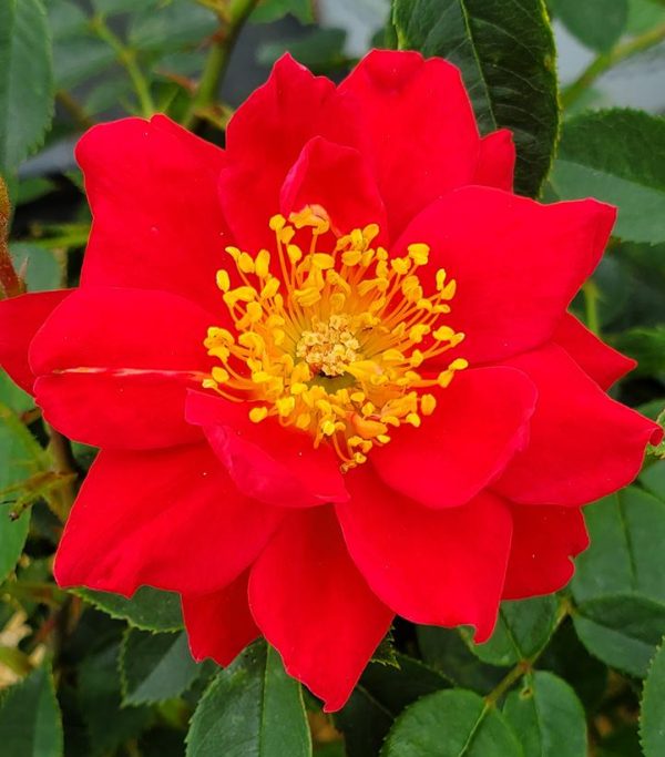 ROSA `OSO EASY URBAN LEGEND`
