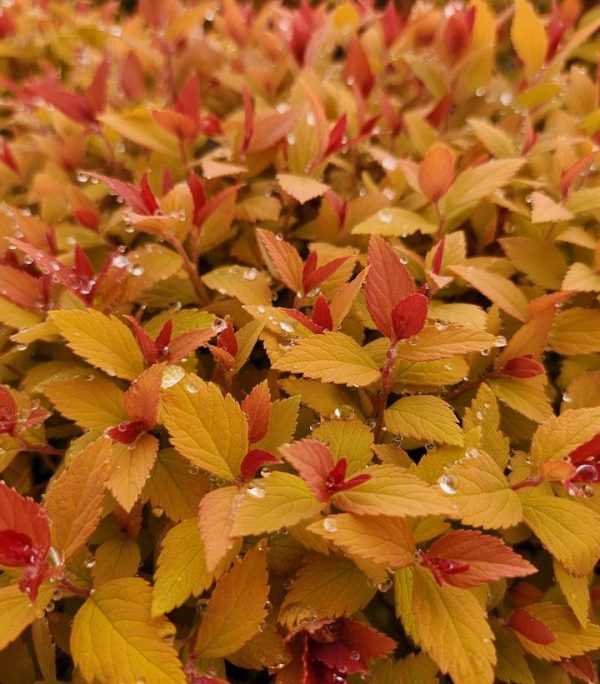 SPIRAEA JAPONICA DOUBLE PLAY `CANDY CORN`