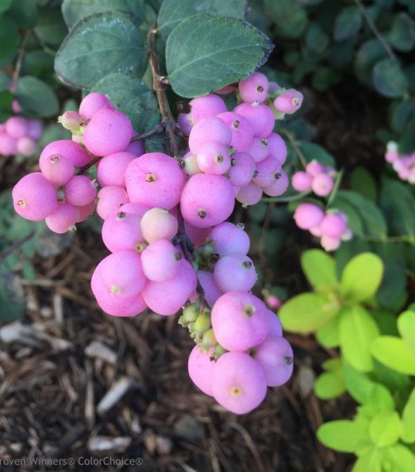SYMPHORICARPOS `PROUD BERRY`