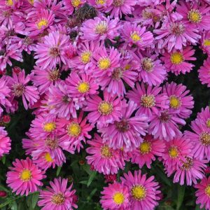 ASTER `KICKIN CARMINE RED`