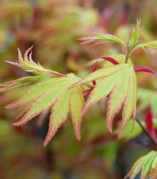 ACER PALMATUM `ORANGE DREAM`