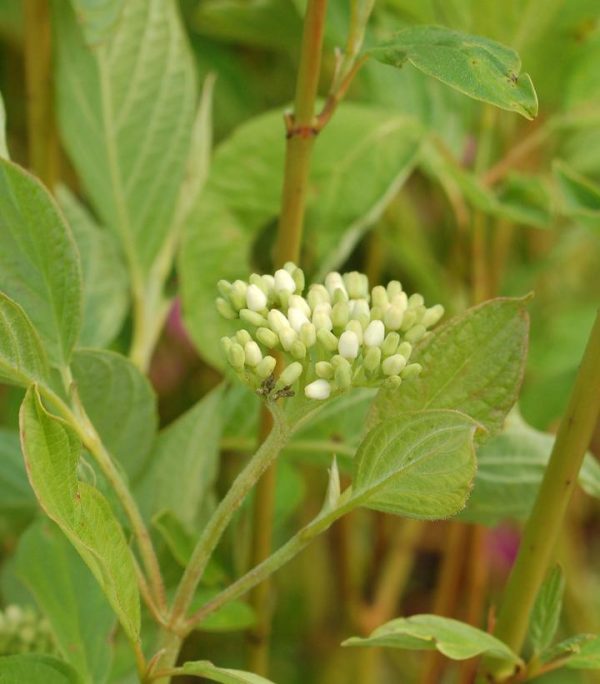 CORNUS SERICEA `CARDINAL`