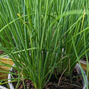 ALLIUM SCHOENOPRASUM `STARO` CHIVES