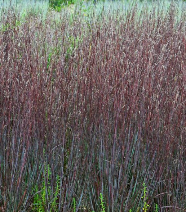 SCHIZACHYRIUM S. PRAIRIE WINDS `BLUE PARADISE`
