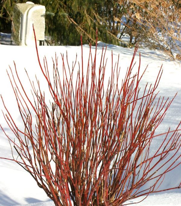 CORNUS STOLONIFERA `ARCTIC FIRE RED` - NET