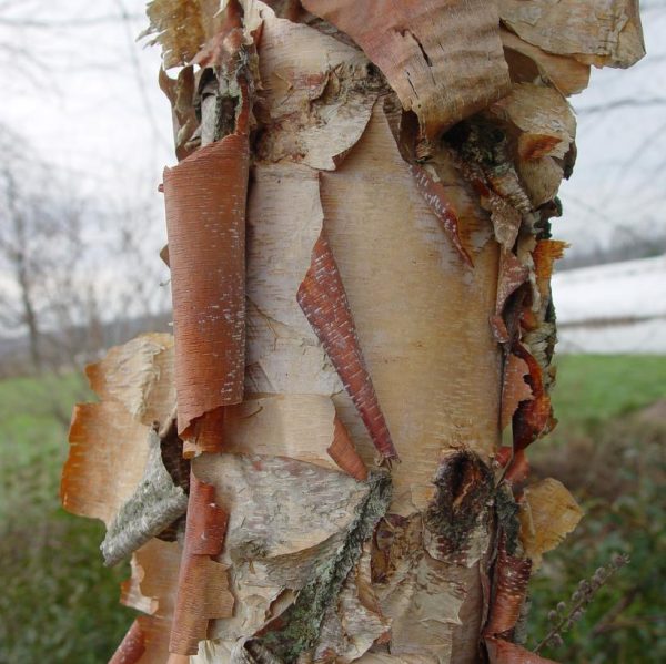 BETULA NIGRA - CLUMP