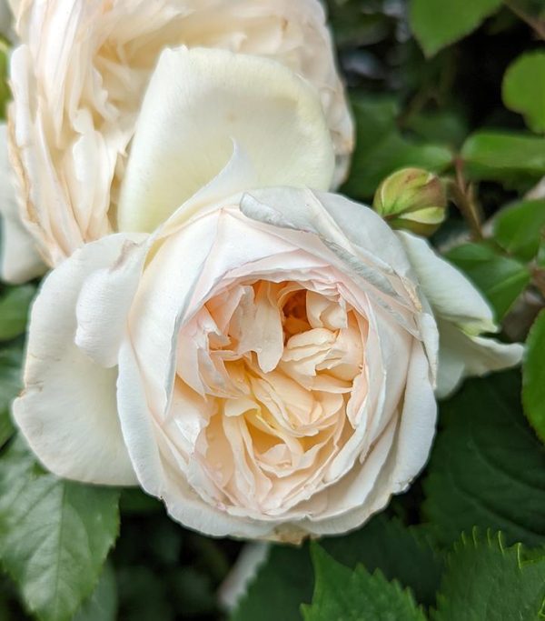 ROSA `BOLERO`