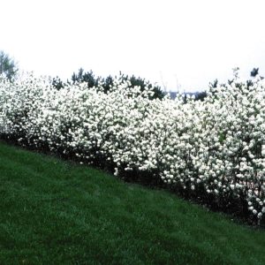 AMELANCHIER ALNIFOLIA `REGENT` - JUNEBERRY