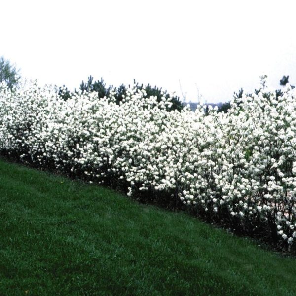AMELANCHIER ALNIFOLIA `REGENT` - JUNEBERRY