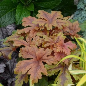 HEUCHERELLA FUN AND GAMES `HOPSCOTCH`